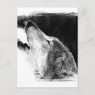 Svartvit Grått Varg Sketch Artwork Vykort