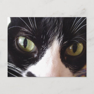 Svartvit Grönt - Eyed Cat-vykort Vykort