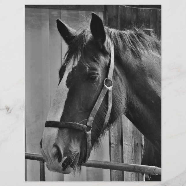 Svartvit häst - Fotografi av djur (Framsida)