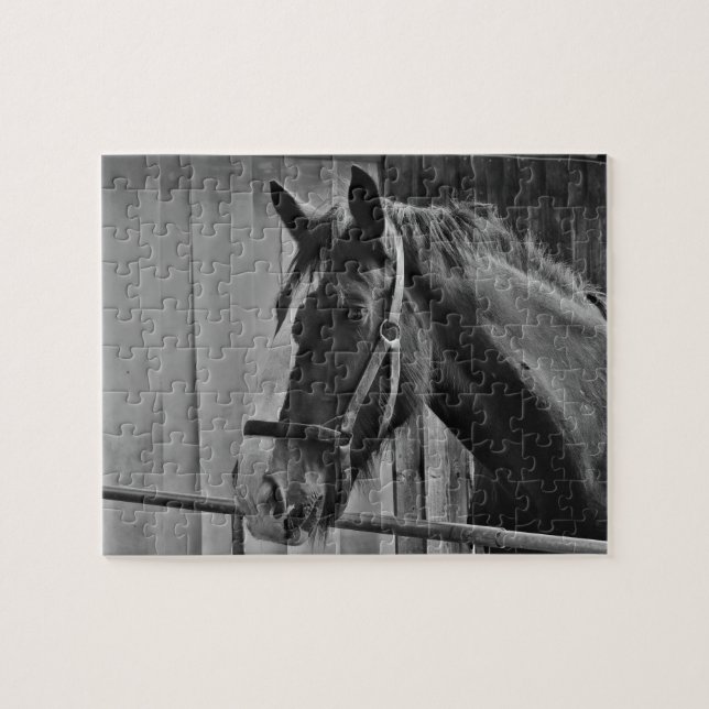 Svartvit häst - Fotografi av djur Pussel (Horisontell)