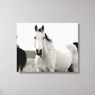 Svartvit häst i Flint Backe Canvastryck