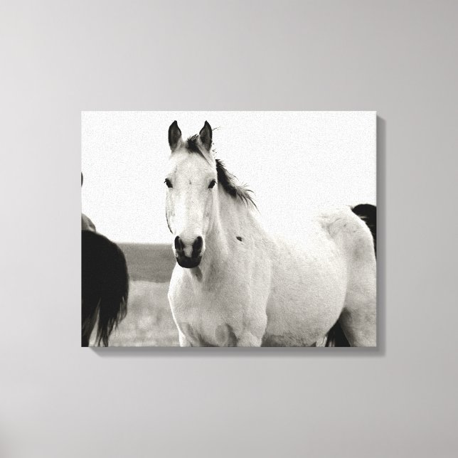 Svartvit häst i Flint Backe Canvastryck (Framsida)
