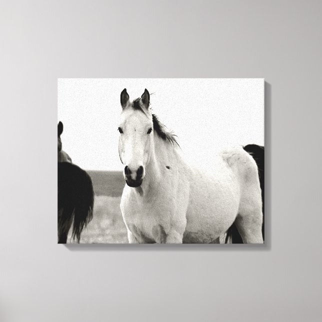 Svartvit häst i Flint Backe Canvastryck (Framsida)