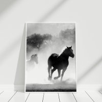 Svartvit häst Poster Skriv ut