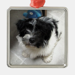 Svartvit Havanese räddingvalp Julgransprydnad Metall