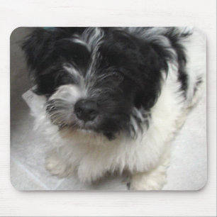 Svartvit Havanese räddingvalp Musmatta