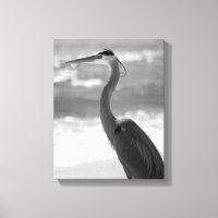 Svartvit Heron på Beach 11 x 14