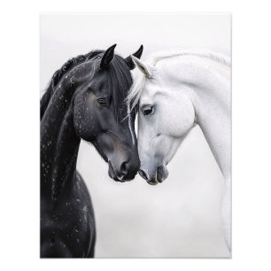 Svartvit hingst Art Fototryck