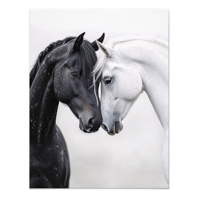 Svartvit hingst Art Fototryck (Framsidan)