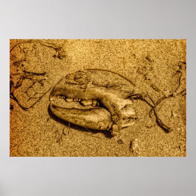 Svartvit hummerkloliknande strandfotoposter poster (Framsidan)
