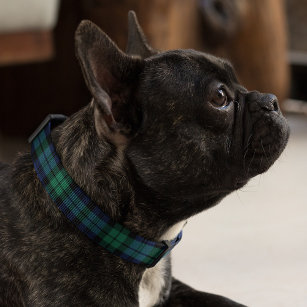 Svartvit Hund för marinblått och Grönt Halsband Husdjur