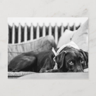 Svartvit Hund Frigör från färg Sömnig chokladlampa Vykort