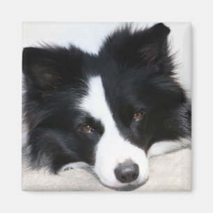 Svartvit Hund i Collie Puppy Gräns Magnet