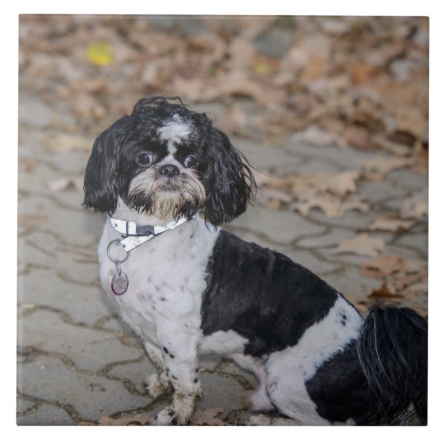 Svartvit hund kakelplatta (Framsidan)