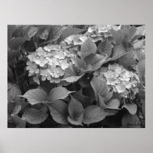 Svartvit Hydrangeas Poster