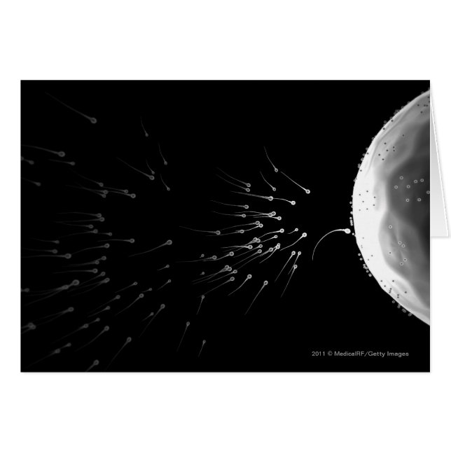 Svartvit illustration av befruktningen hälsningskort (Framsidan Horizontal)