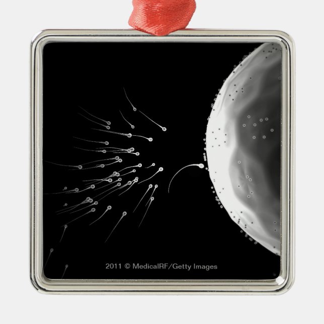 Svartvit illustration av befruktningen julgransprydnad metall (Framsidan)