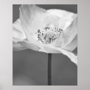 Svartvit islandvallmoblomsterfotografi poster
