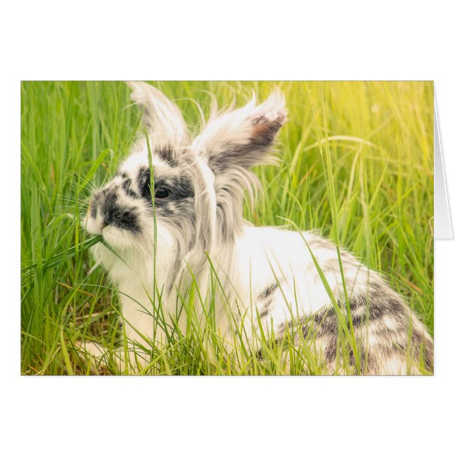 Svartvit kanin hälsningskort (Framsidan Horizontal)
