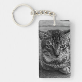 Svartvit katt
