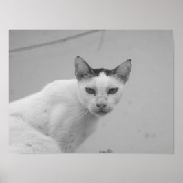 Svartvit - Katt 02 Poster