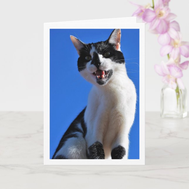 Svartvit katt, Blå himmel Kort (Orkide)