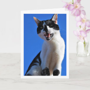 Svartvit katt, Blå himmel Kort