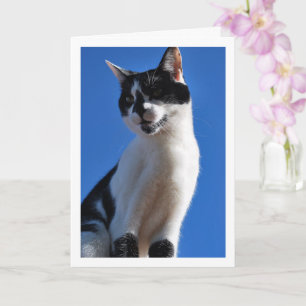 Svartvit katt, Blå himmel Kort
