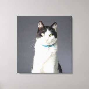 Svartvit katt canvastryck