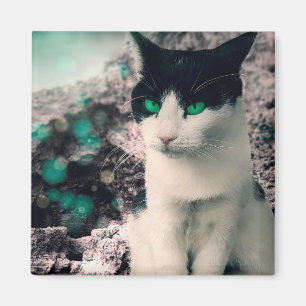 Svartvit katt Grönt Ögon Sitta, se Magnet