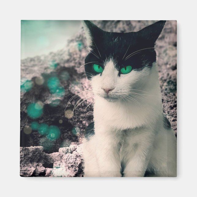 Svartvit katt Grönt Ögon Sitta, se Magnet (Framsidan)