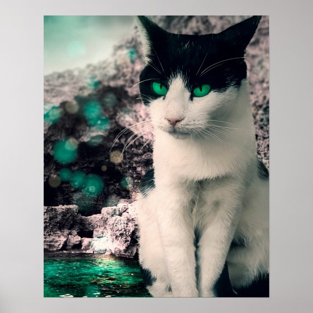 Svartvit katt Grönt Ögon Sitta, se Poster (Framsidan)