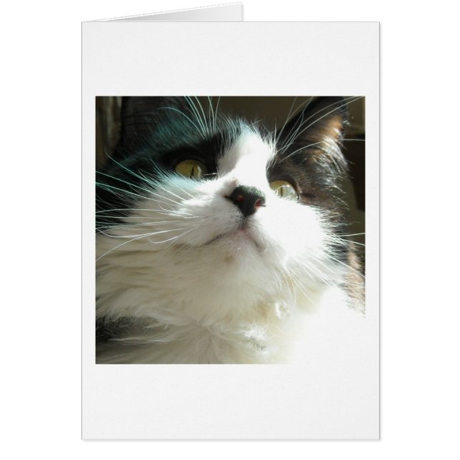 Svartvit katt hälsningskort (Framsidan)