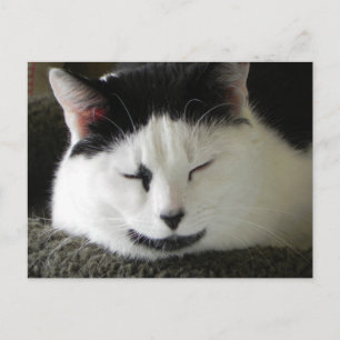 Svartvit katt Humor Vykort