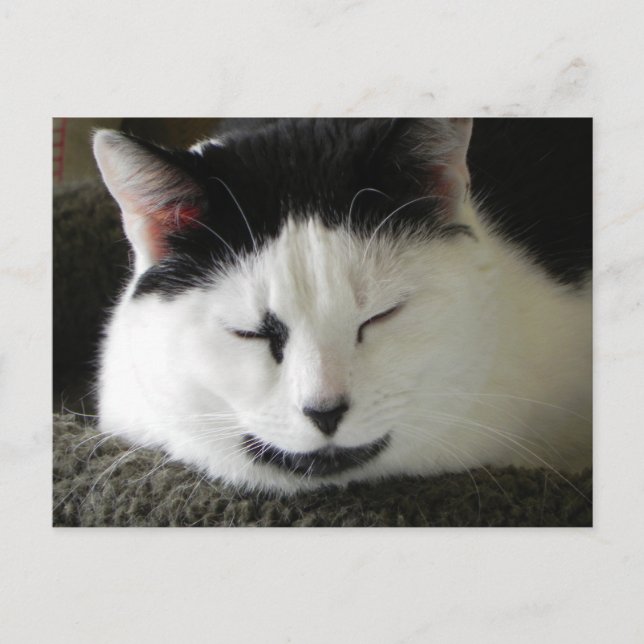 Svartvit katt Humor Vykort (Framsida)