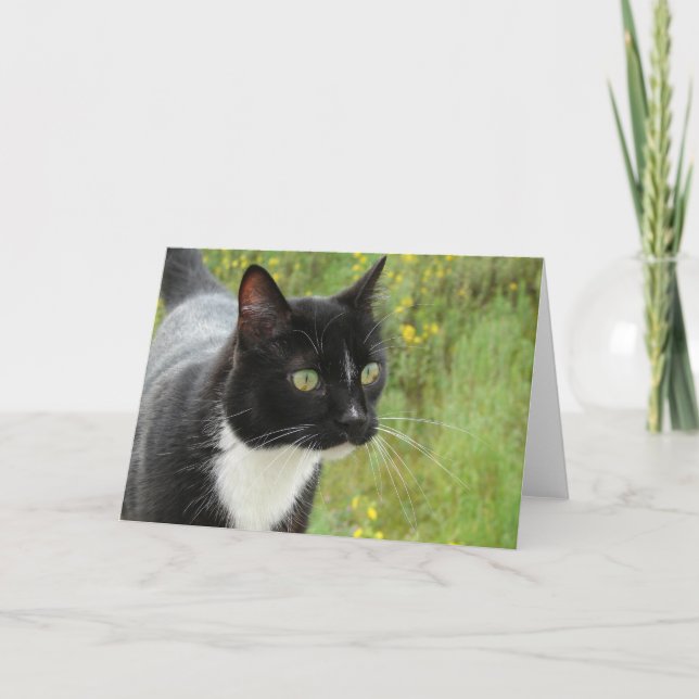 Svartvit katt kort (Framsida)