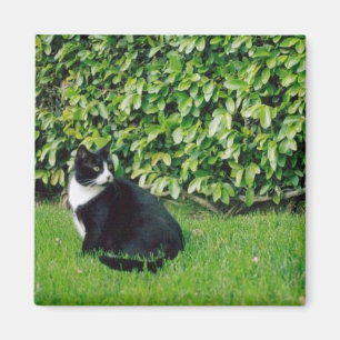 Svartvit katt magnet