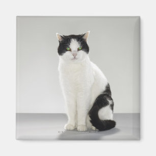 Svartvit katt med glödande gröna ögon magnet