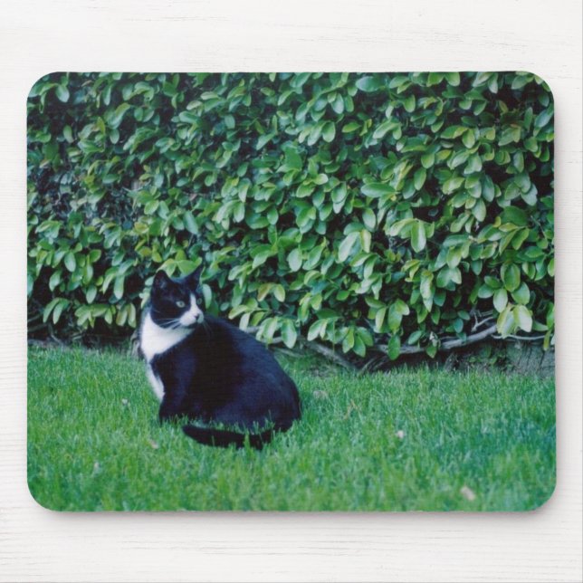 Svartvit katt musmatta (Framsidan)