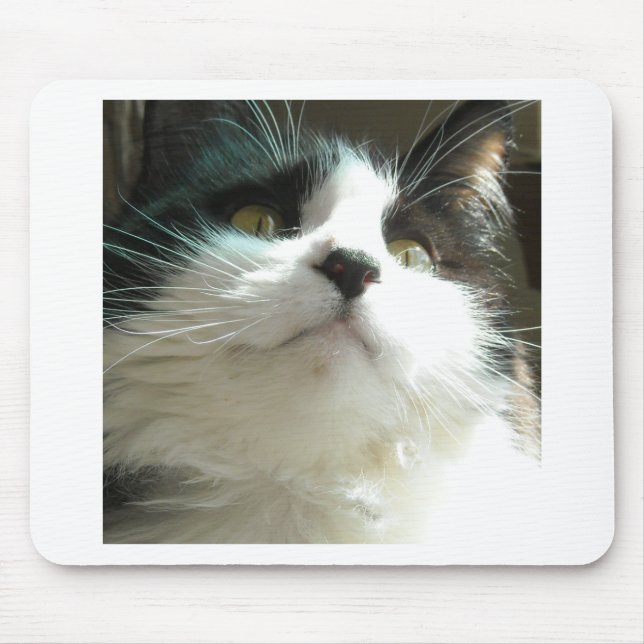 Svartvit katt musmatta (Framsidan)