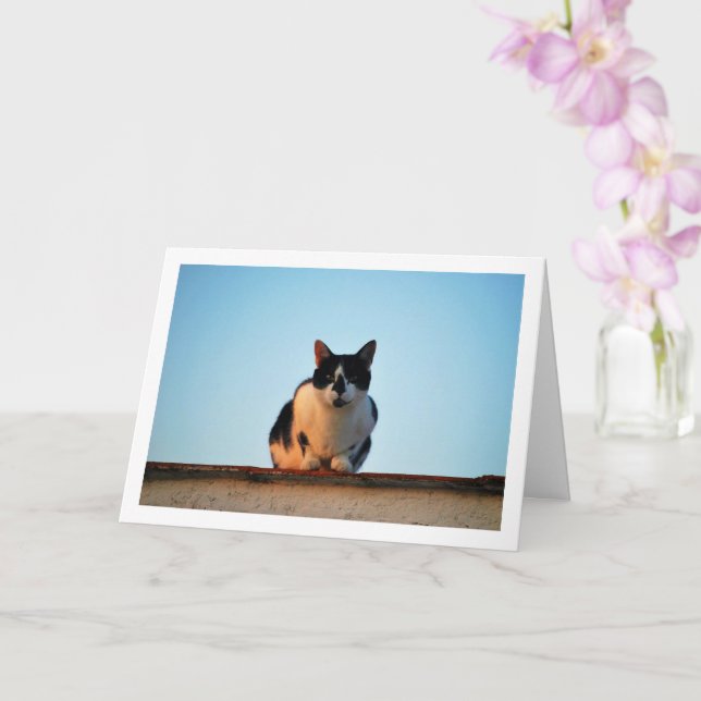 Svartvit katt på Tak Kort (Orkide)