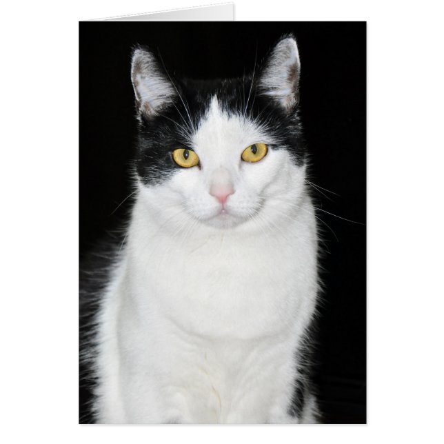 Svartvit katt Porträtt Hälsningskort (Framsidan)
