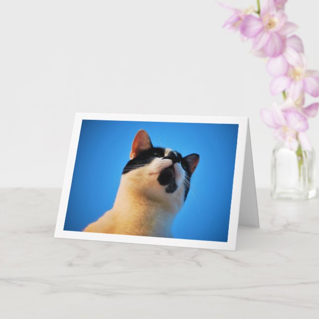 Svartvit katt Porträtt Kort (Orkide)