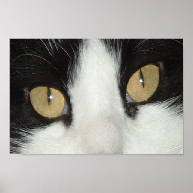 Svartvit katt poster (Framsidan)