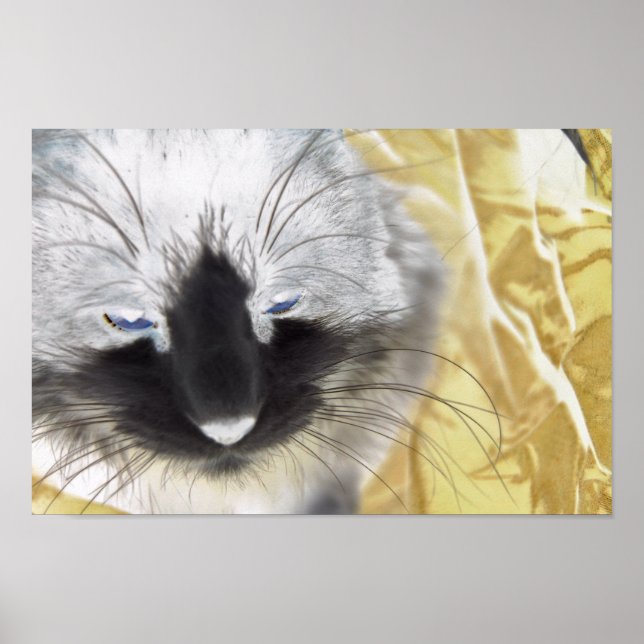 Svartvit katt poster (Framsidan)