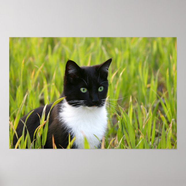 Svartvit katt Poster (Framsidan)