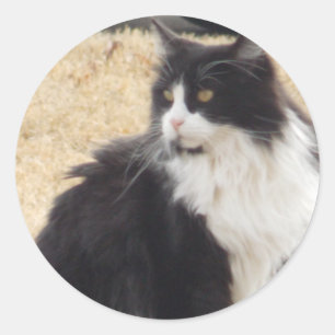 svartvit katt runt klistermärke