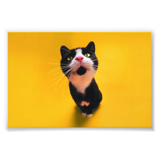 Svartvit katt-smoking katt-husdjur fototryck