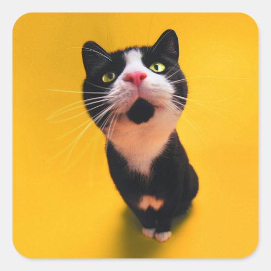 Svartvit katt-smoking katt-husdjur fyrkantigt klistermärke