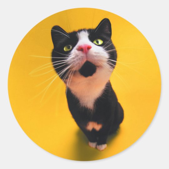 Svartvit katt-smoking katt-husdjur runt klistermärke